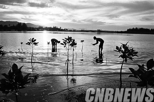 파도 속에 심은 나무가 숲을 이루다. Ulee Lheue village, Banda Aceh, Sumatra, Indonesia, 2013. ⓒ박노해 