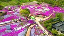 [포토] 보랏빛 향기 넘실대는 생초국제조각공원