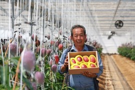 [포토] '새콤달달' 지리산 청정골 산청 애플망고 수확