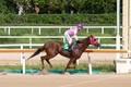 Rookie Stakes 서울 ‘치프스타’·부경 ‘와일드파크’ 차세대 주자로 급부상