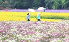[포토] 가을비 속 꽃구경