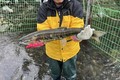 태화강생태관, 울주군 구영교서 태화강 연어 올해 첫 포획