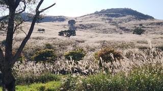 '4색 매력' 합천군 목수국 정원, 새 관광 자원으로 급부상