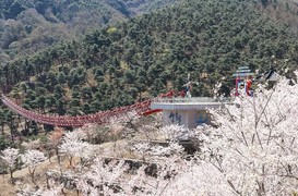 [포토] 산청 동의보감촌 벚꽃 만개…봄 정취 물씬