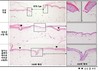 LG생활건강, 화상 치유 신소재 개발···국제 학술지 ‘파마슈틱스’ 게재