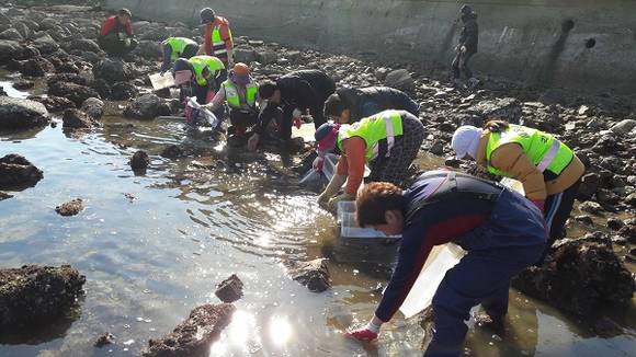 부산시 수산자원연구소가 먹이생물 자원조성과 연안 해역 생물환경 개선을 도모하기 위해 오는 5일 오후 1시 30분에 어린 갯지렁이 16만 마리를 강서구 가덕도 동선·천성 마을 연안에 방류한다. (사진제공=부산시)
