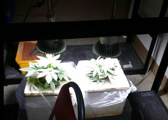 부산서부경찰서는 대마초를 생산·제조·판매해 온 주요 조직원 4명과 관련자 8명을 구속했으며, 대마초를 구입하고 흡연한 28명도 함께 검거하는 등 모두 32명을 붙잡았다고 20일 밝혔다. (사진제공=부산서부경찰서)