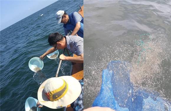 부산시 수산자원연구소는 부산 연안의 수산자원 회복과 어업인의 소득 향상을 위해 오는 21일과 22일 강서구 진우도와 사하구 백합등 인근해역에 어린꽃게 약 17만 마리를 방류한다. (사진제공=부산시)