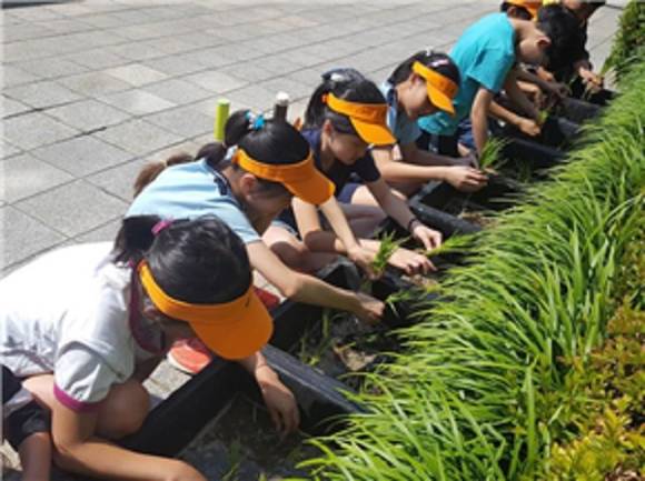 이날 수확한 벼는 탈곡, 도정을 해 사회복지시설에 기부하게 된다. 사진은 지난 6월 14일 모내기 모습. (사진제공=부산시청)