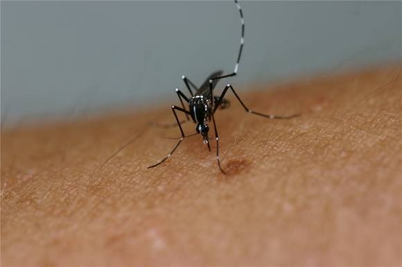 흰줄숲모기는 지카바이러스의 매개체가 되는 모기다. (사진제공=부산시)