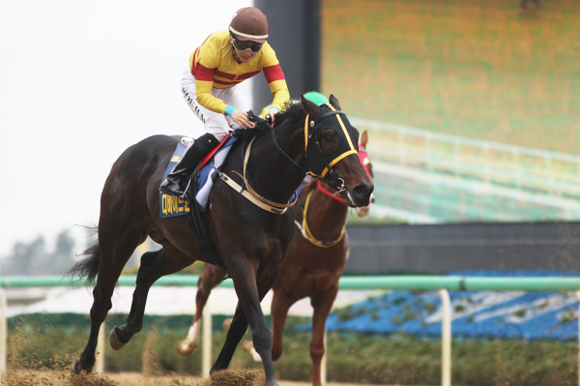 부경 새해 첫 대상경주인 경남신문배에서 '디바이드윈드'가 결승선을 통과하고 있다. (사진제공=렛츠런파크 부경)