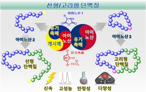 유기 촉매를 이용한 선형/고리형 단백질의 제조 과정. (사진=부산대)