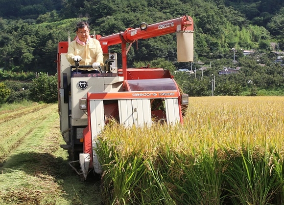 박일호 밀양시장이 '밀양아라리쌀'을 수확하는 모습. (사진=밀양시)