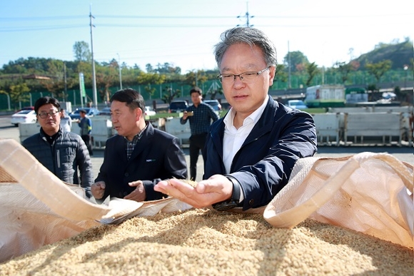 12일 함안군 군북면 산물벼 수매현장인 군북농협 미곡종합처리장을 방문한 하명곤 경남농협 본부장이 산물 벼 상태를 살펴보고 있다. (사진=경남농협)
