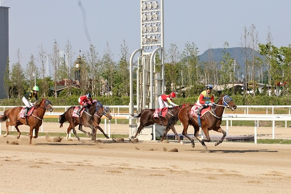 지난 6월에 펼쳐진 뚝섬배 대상경주에서 우승한 '청수여걸'과 준우승한 '담양환호'의 모습. (사진=렛츠런파크 부경)